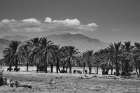 Cattle among Date Palms, Coachella Valley, California, USA. Art Print